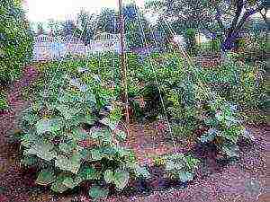 how to grow cucumbers in the open field to tie up or not