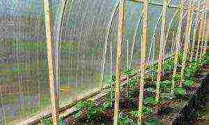 how to grow cucumbers in the open field to tie up or not