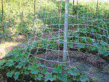 how to grow cucumbers in the open field to tie up or not