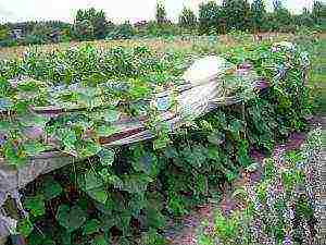 kung paano palaguin ang mga pipino sa bukas na bukid upang magtali o hindi