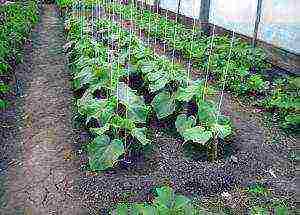 how to grow cucumbers in the open field to tie up or not