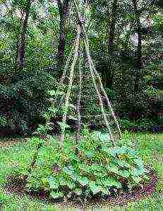 how to grow cucumbers in the open field to tie or not