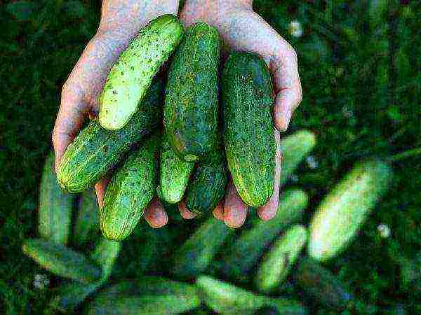 how to grow cucumbers outdoors in the suburbs