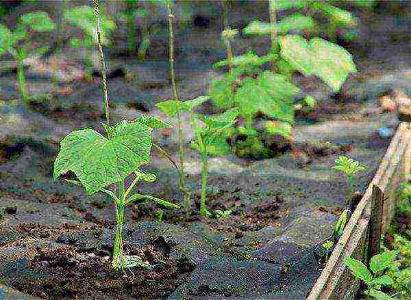 how to grow cucumbers in a greenhouse from a covering material