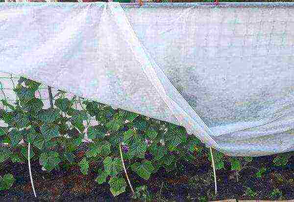 how to grow cucumbers in a greenhouse from a covering material