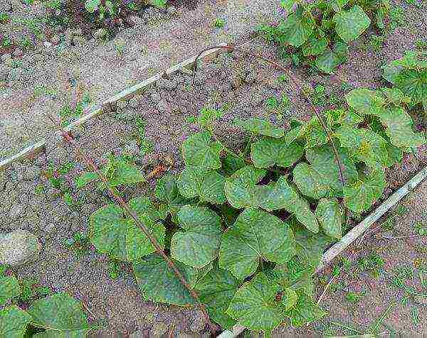 how to grow cucumbers in a greenhouse from a covering material