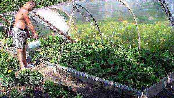 kung paano palaguin ang mga pipino sa isang greenhouse mula sa isang pantakip na materyal