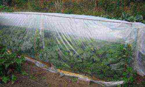 how to grow cucumbers in a greenhouse from a covering material