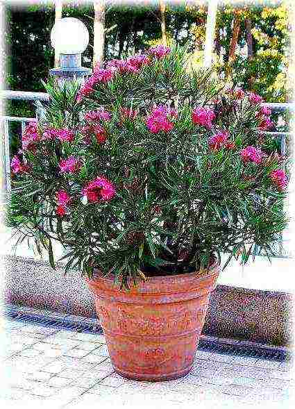 how to grow oleander at home
