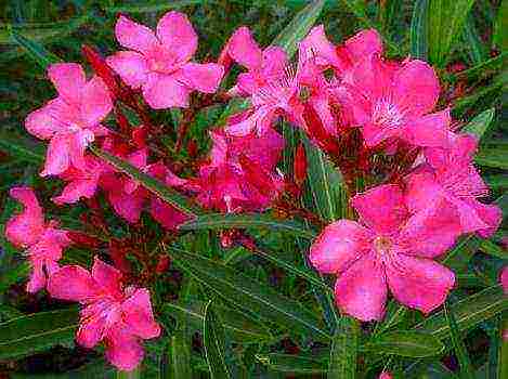 how to grow oleander at home