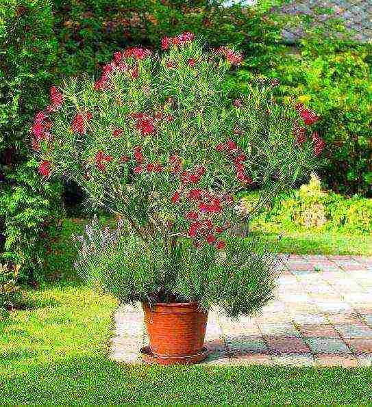 how to grow oleander at home