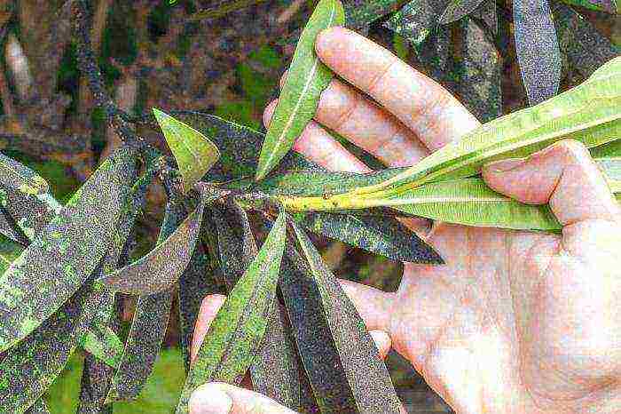 kung paano palaguin ang oleander sa bahay