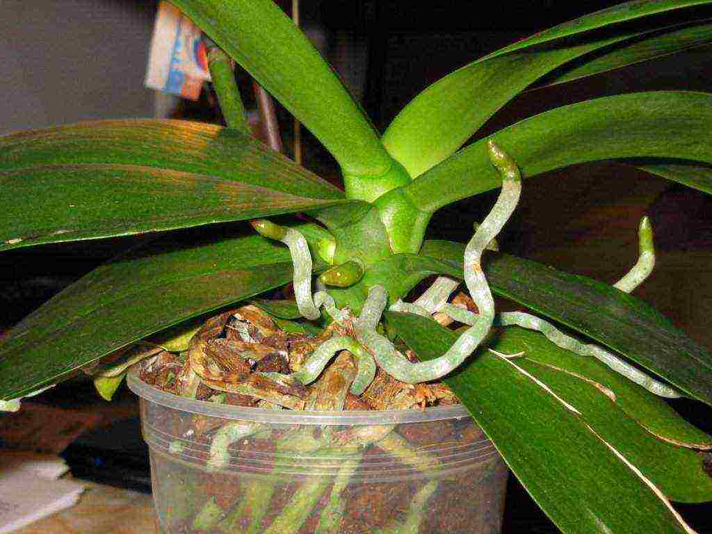 how to grow an orchid from seeds at home