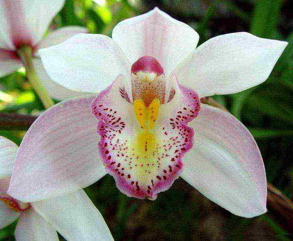 how to grow an orchid from seeds at home