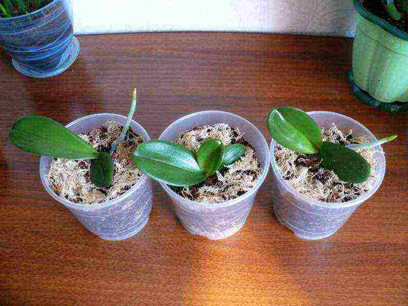 how to grow an orchid from seeds at home