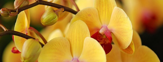 how to grow an orchid from seeds at home