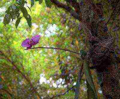 kung paano palaguin ang isang orchid mula sa mga binhi sa bahay