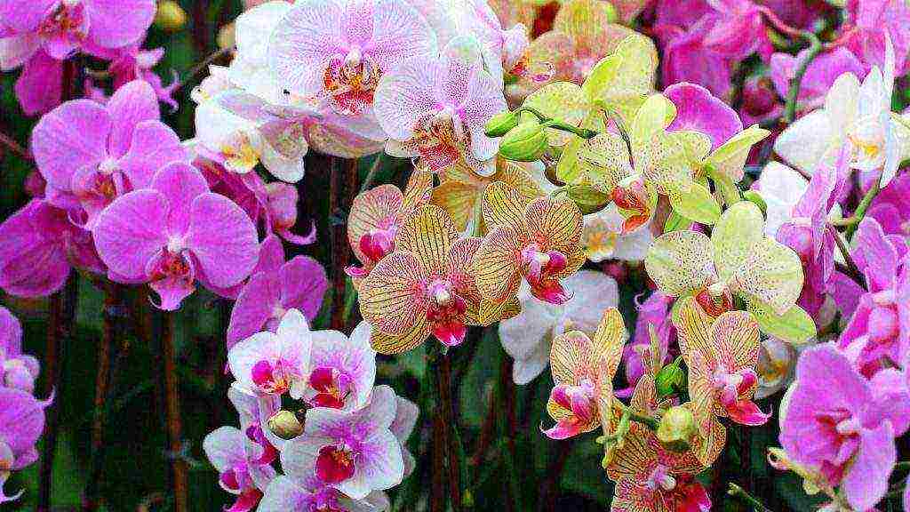 kung paano palaguin ang isang orchid mula sa mga binhi sa bahay