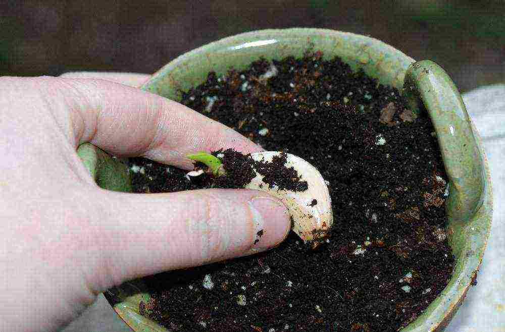how to grow vegetables at home in winter