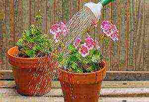 how to grow pelargonium at home