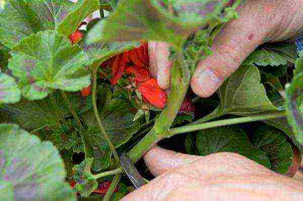 how to grow pelargonium at home