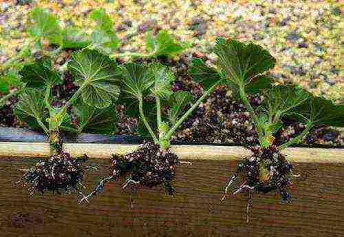 kung paano mapalago ang pelargonium sa bahay