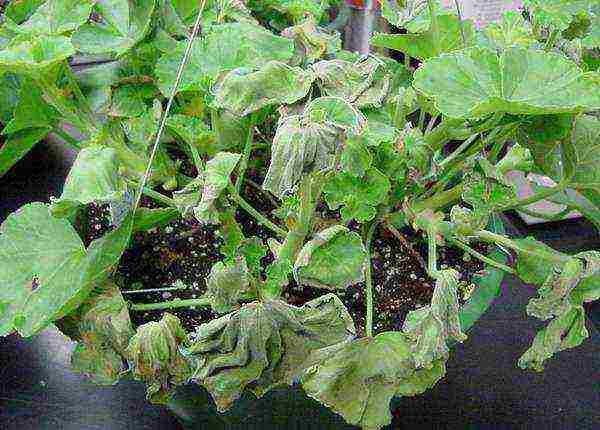 วิธีการปลูก Pelargonium ที่บ้าน