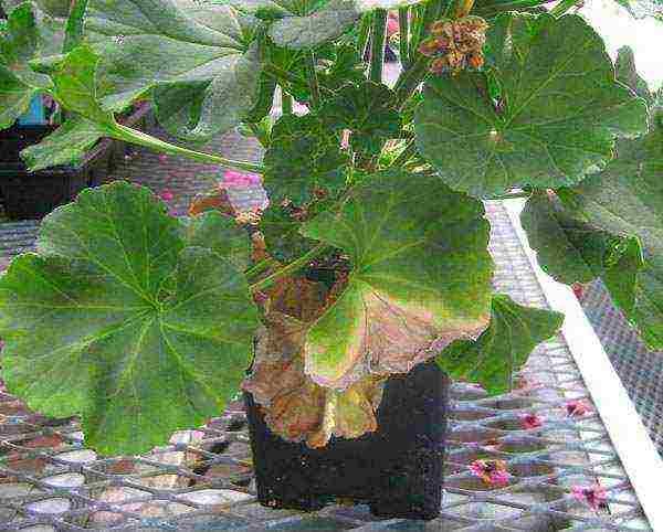 how to grow pelargonium at home