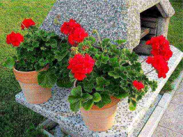 how to grow pelargonium at home