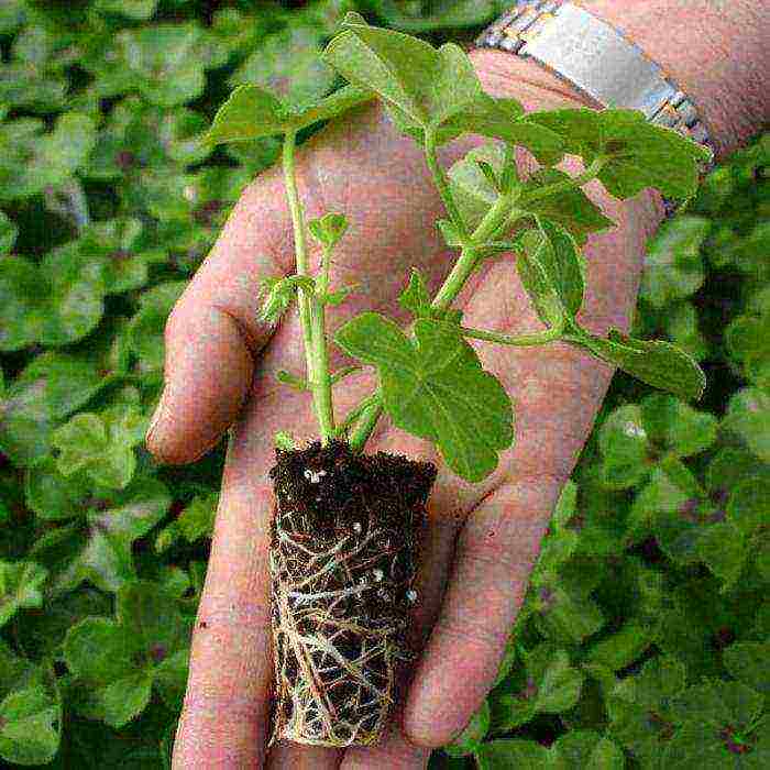 how to grow pelargonium at home