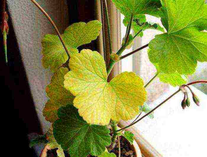 how to grow pelargonium at home