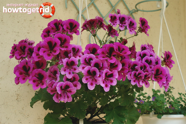 how to grow pelargonium at home