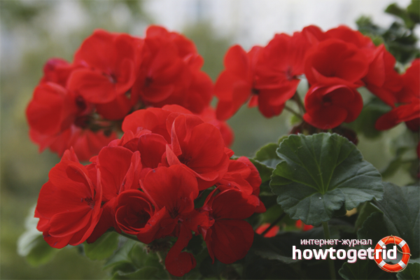 how to grow pelargonium at home