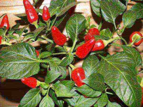 how to grow chili peppers at home