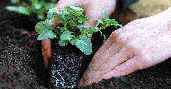 how to grow petunias at home