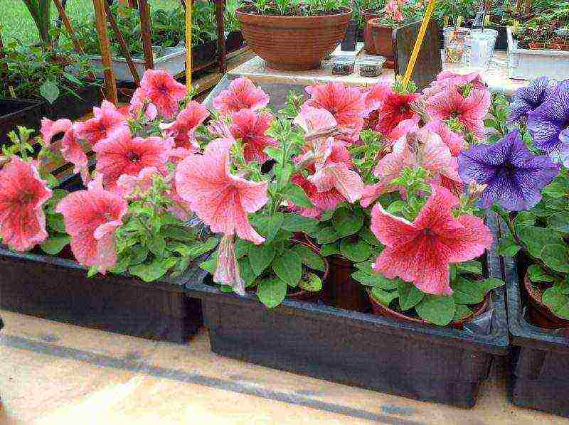 how to grow petunias at home