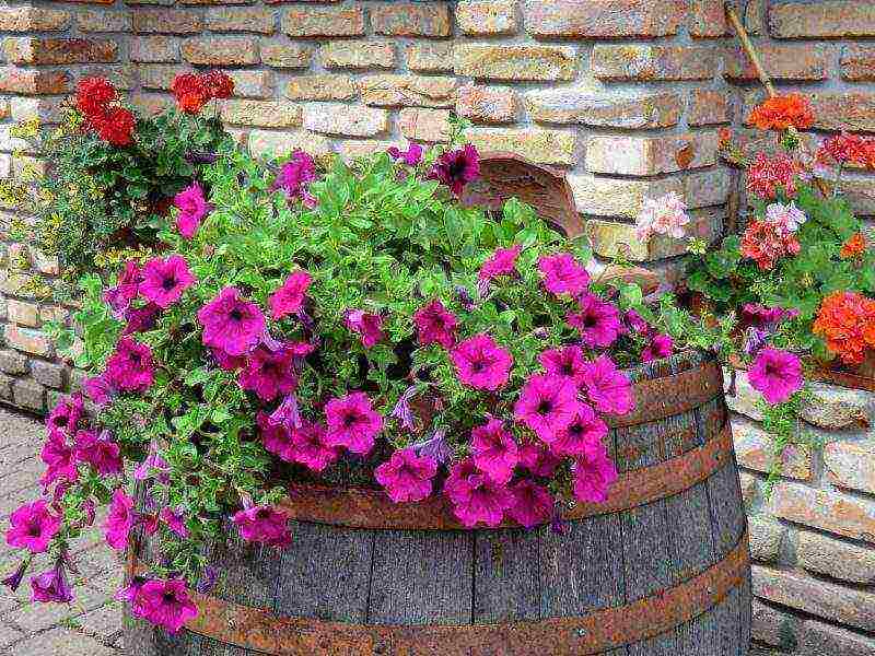 how to grow petunias at home