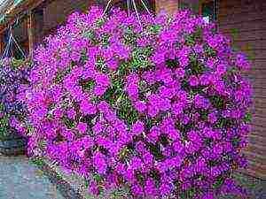 how to grow petunias at home