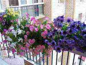 how to grow petunias at home