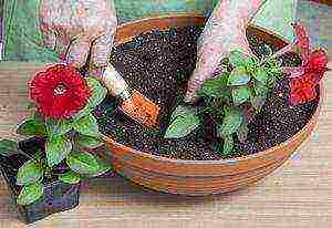 how to grow petunia at home