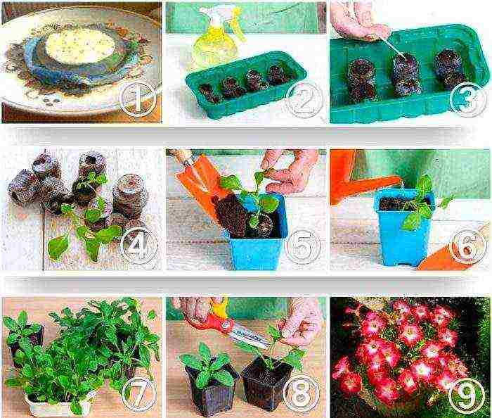 how to grow petunia at home