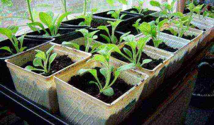 how to grow petunia at home