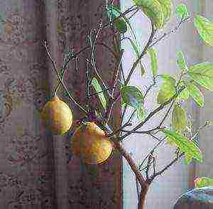 how to grow pomelo at home