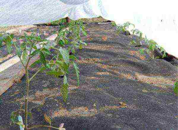 how to grow tomatoes under covering material