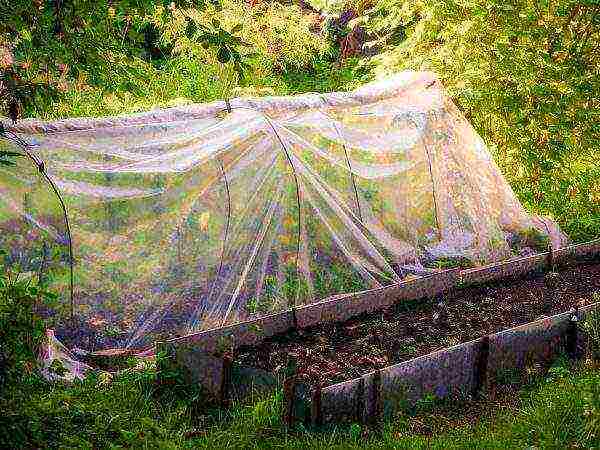 how to grow tomatoes under covering material