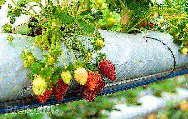 how to grow remontant strawberries on the balcony