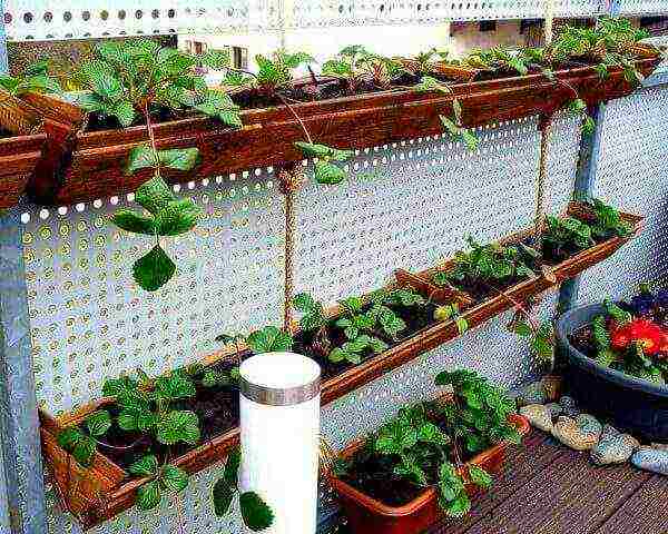 how to grow remontant strawberries on the balcony