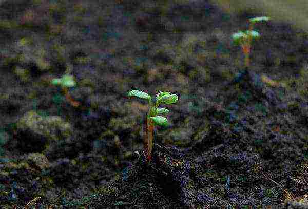 how to grow remontant strawberries on the balcony