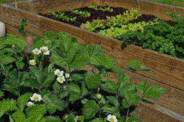 how to grow remontant strawberries on the balcony