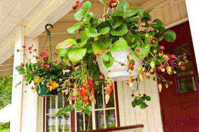 how to grow remontant strawberries on the balcony